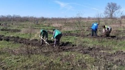 Алексеевские активисты высадили 4000 саженцев в рамках акции «Сад памяти»