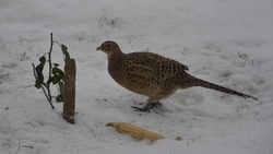 Крылатые гости. Наблюдательные алексеевцы разглядели редкие виды птиц в округе