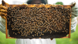 Пчеловоды Красненского района начали пользоваться информационной системой «Добропчёл»