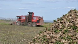 Уборка сахарной свёклы продолжается в Красненском районе
