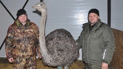 «Африканский» уголок в алексеевском хуторе. Как предприимчивые жители села начали разводить страусов