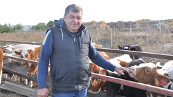 Семейная ферма алексеевского предпринимателя разрослась до 100 голов дойного стада