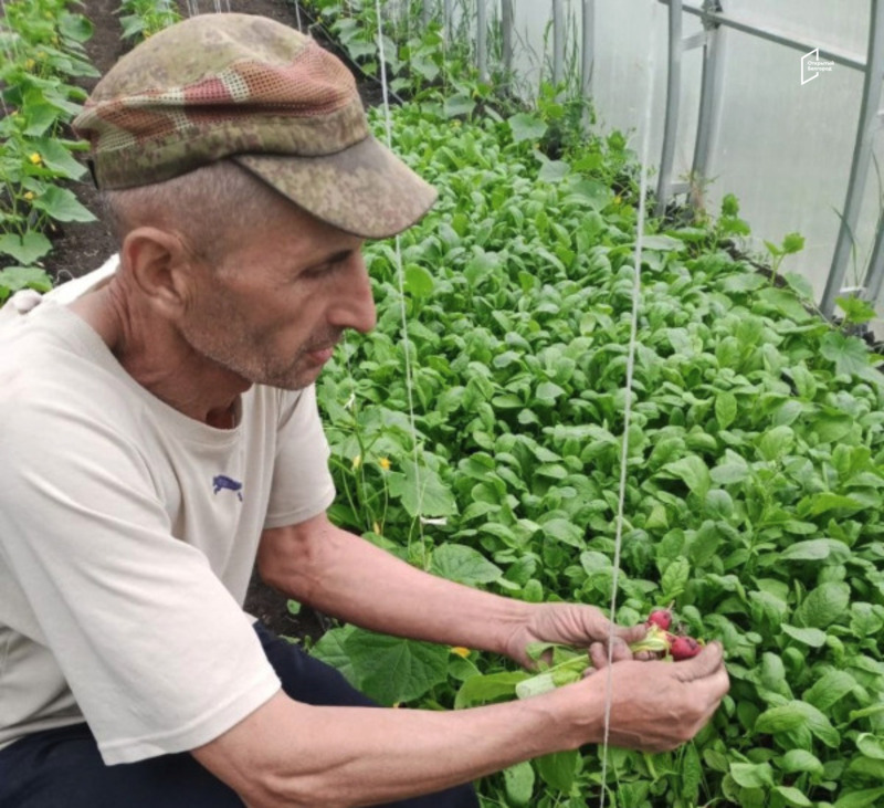 Красненский фермер вырастил первый урожай огурцов в своих теплицах