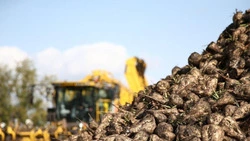 Урожайность сахарной свеклы в Алексеевском округе стала одной из лучших в области