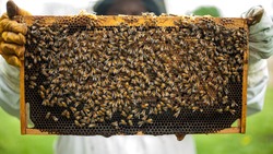 Белгородские пасечники получат возмещение ущерба от мора пчёл в 2019 году