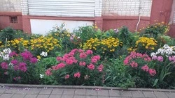 Дарят соседям радость. Как алексеевцы дружно живут в многоквартирных домах