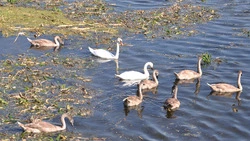 Гордые птицы на Тихой Сосне. Как в Алексеевке появились первые лебеди