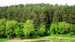 Пожароопасный сезон официально начался в Белгородской области  