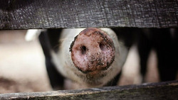 Власти Красненского района приняли меры по недопущению распространения африканской чумы свиней
