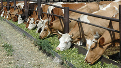 Алексеевские животноводы надоили более 7 тысяч тонн молока за семь месяцев 2020 года