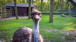 Самка страуса эму начала нестись в алексеевском городском парке