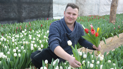 Красненский предприниматель вырастил к 8 марта тысячи тюльпанов