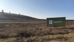 Лесные угодья Белгородской области увеличились более чем на 124 гектара в 2025 году