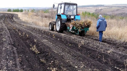 Алексеевцы высадят более 47 гектаров защитных лесополос