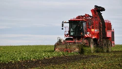 Поздняя страда. Красненцы продолжили уборочную сахарной свеклы