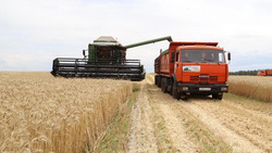 Боле 1 млн тонн зерна намолотили белгородские хлеборобы 