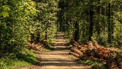 Власти региона подготовили законопроект по охране лесных насаждений в Белгородской области