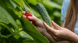 Алексеевцы продолжили реализовывать проект «Гастрономическая карта»