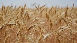 Алексеевские аграрии намолотили 162 тыс. тонн зерновых культур 