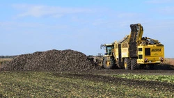 Средняя урожайность сахарной свёклы составила 351 ц/га в Белгородской области в 2024 году