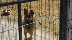 Консультант регионального ветеринарного контроля подсказала правила принятия питомца из приюта