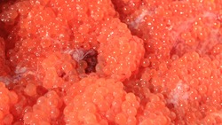 Региональный Россельхознадзор обнаружил более тонны красной икры с кишечной палочкой