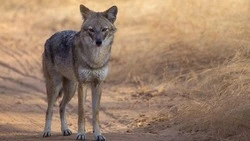 Особи шакала впервые зарегистрированы на территории Белгородской области