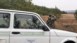 Белгородские лесники приступили к патрулированию молодых хвойных насаждений