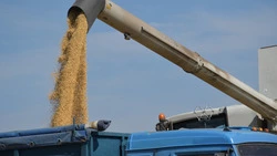 Красненские аграрии завершают уборку сои и подсолнечника