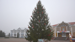 Красненцы установили на центральной площади райцентра 20-метровую новогоднюю ель
