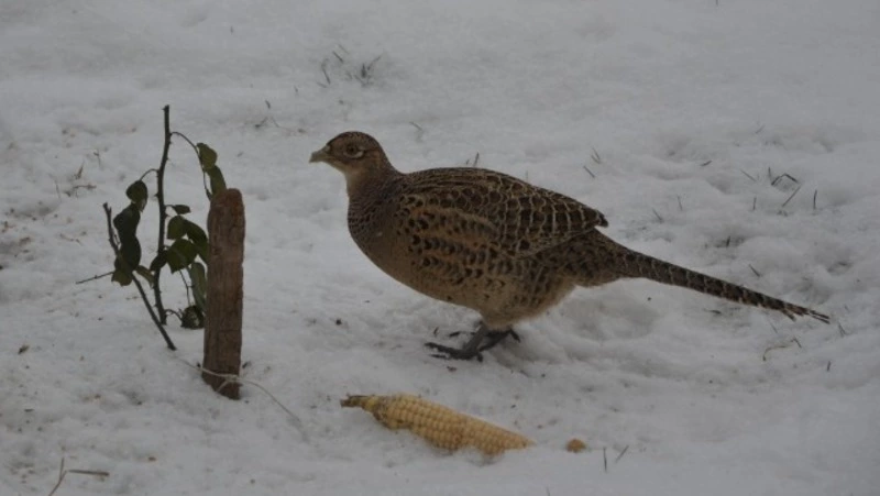 Крылатые гости. Наблюдательные алексеевцы разглядели редкие виды птиц в округе