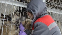 Вячеслав Гладков дал поручение организовать встречи с белгородскими зоозащитниками