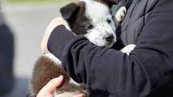 Вячеслав Гладков поручил усилить программу по экологическому воспитанию детей 