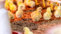 Вячеслав Гладков: выделили 2,8 млрд рублей на соцконтракты в Белгородской области за четыре года