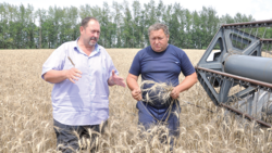 Прогнозы урожайности зерновых культур сбылись у хлеборобов Алексеевского района