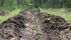 Алексеевский лесхоз стал лидером по посеву семян лесных культур в 2025 году