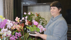 «Мои иностранки». Жительница Красненского района занялась разведением орхидей