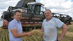 Красненские полеводы начали жатву