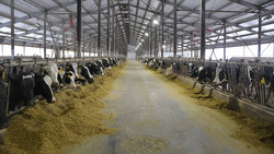 Красненские животноводы выпустили более 24 тысяч тонн молока за 2023 год