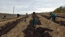 Алексеевцы примут участие в Всероссийской акции «Сохраним лес»