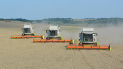 Красненские полеводы завершат уборочную ранних зерновых культур в ближайшие дни