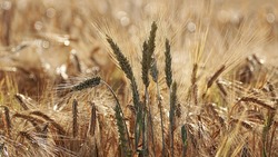 Аграрии Белгородской области намолотили уже более 2 млн тонн зерна