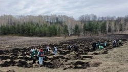 Белгородцы успешно выполнили план проекта «Сохранение лесов» в 2025 году