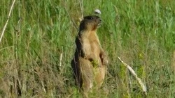 Весенний учёт животных стартовал в Белгородской области