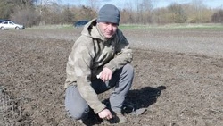 Культуры с большим потенциалом. Красненский фермер начал выращивать перспективные сельхозкультуры