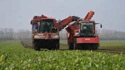 Полеводы компании «Агротех–Гарант» Алексеевский завершают копку сахарной свёклы