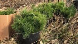 Общая площадь лесов в Белгородской области восстановлена на более 270% от плана на 2024 год