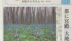 Русское фото подснежников из Красненского леса попало в японскую газету