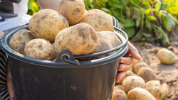 Сотрудники красненского Россельхознадзора изучат новый сорт картофеля