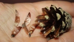 Сотрудники лесных хозяйств Белгородской области начали сбор семян сосны 